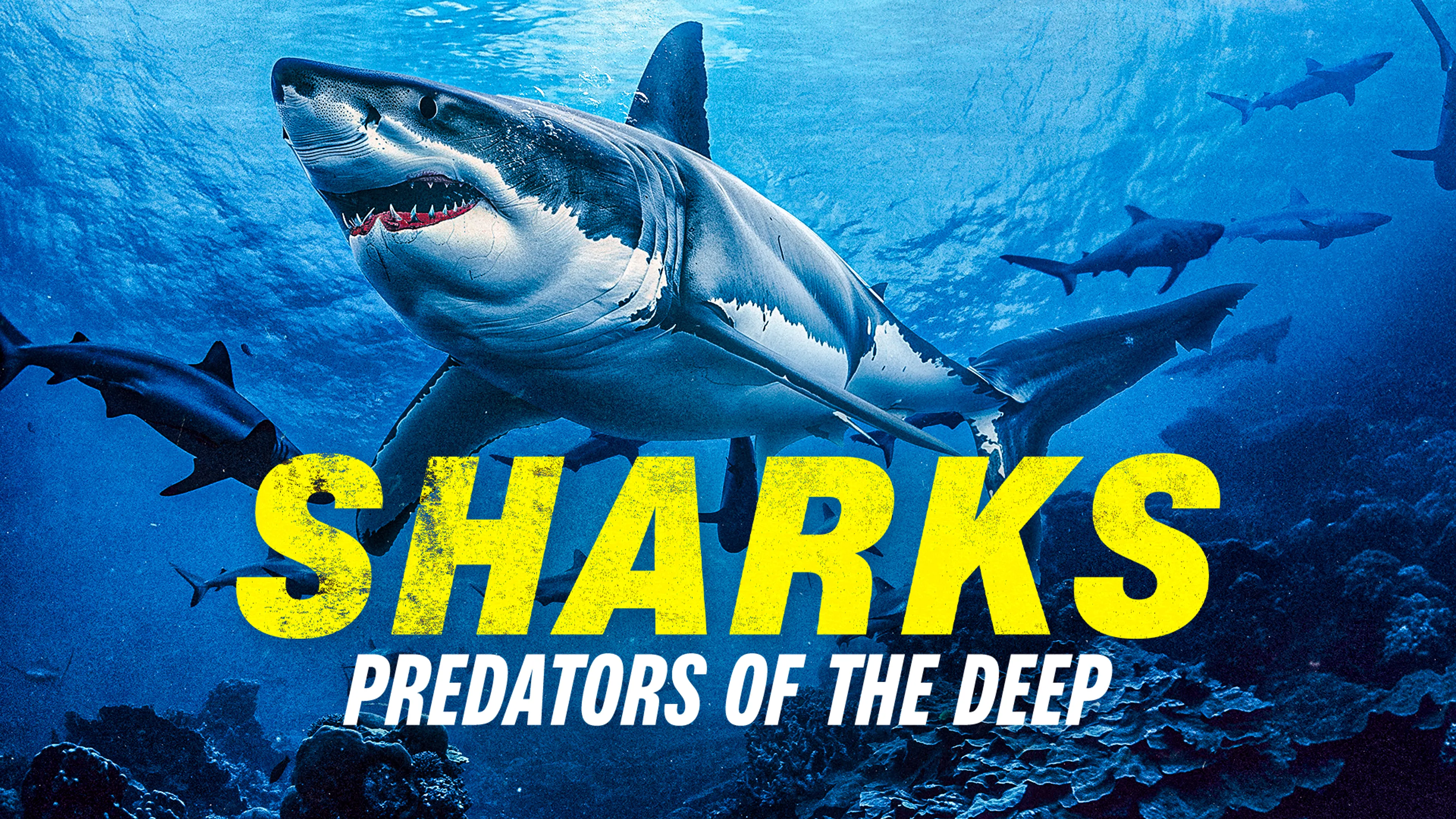 Sharks: Predators of the Deep poster